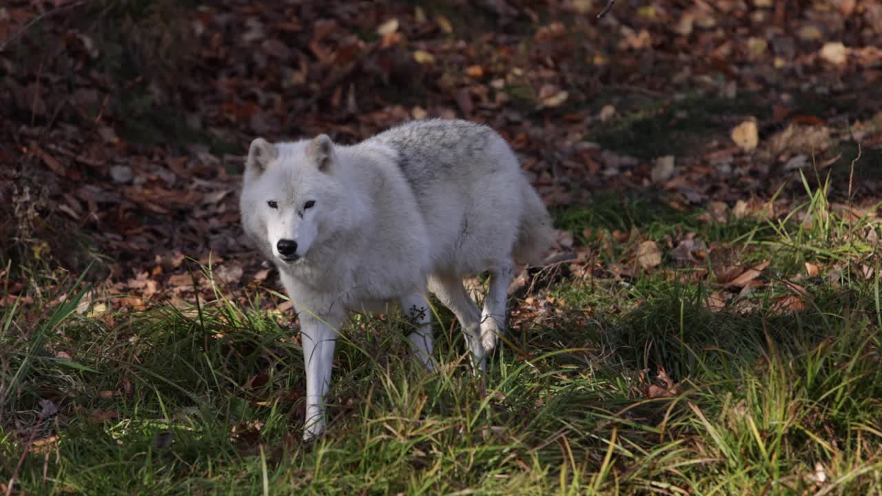 lobo ártico corre hacia la cámara y se detiene para mirarte slomo