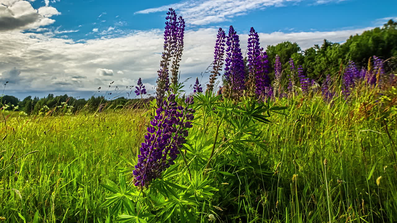 시간 경과에 따라 바람이 불고 구름이 배경으로 지나가는 햇살 가득한 녹색 초원 위에 보라색 꽃이 피는 비디오를 클로즈업하세요