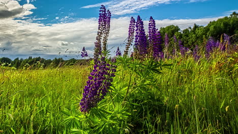 close up video of blooming purple flowering over sunny green meadow with winds blowing and clouds passing by in the background in timelapse