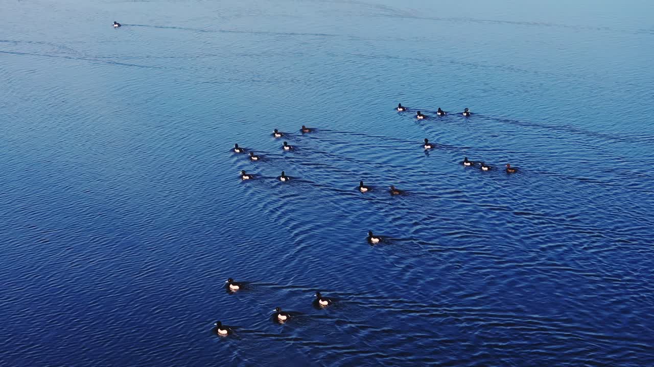 Ducks ripple across still blue lake surface in calm aerial view of Babīte nature