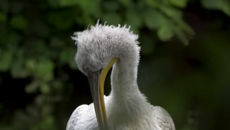 closeup portrait of large pelican grooming its feathers - slow-mo