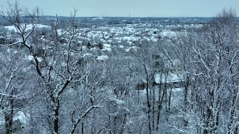 árboles-Forestales-Cubiertos-De-Nieve-Fresca-De-Invierno