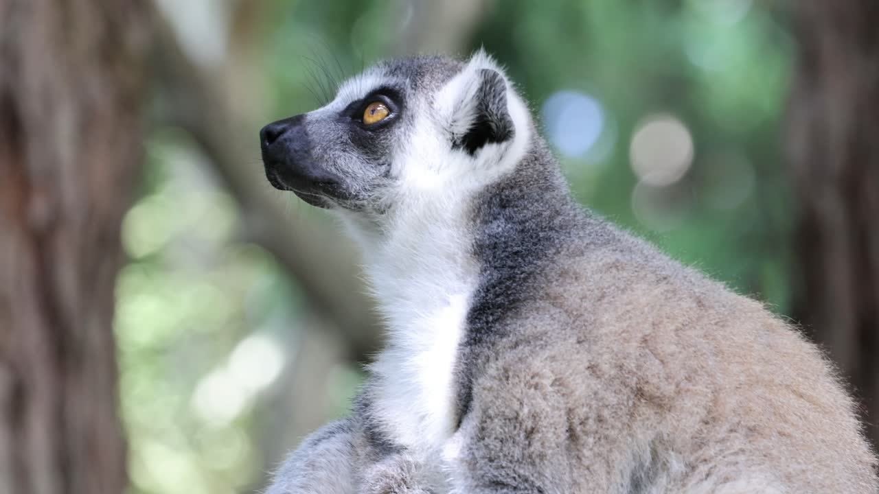 el lémur gira la cabeza, escaneando el entorno atentamente