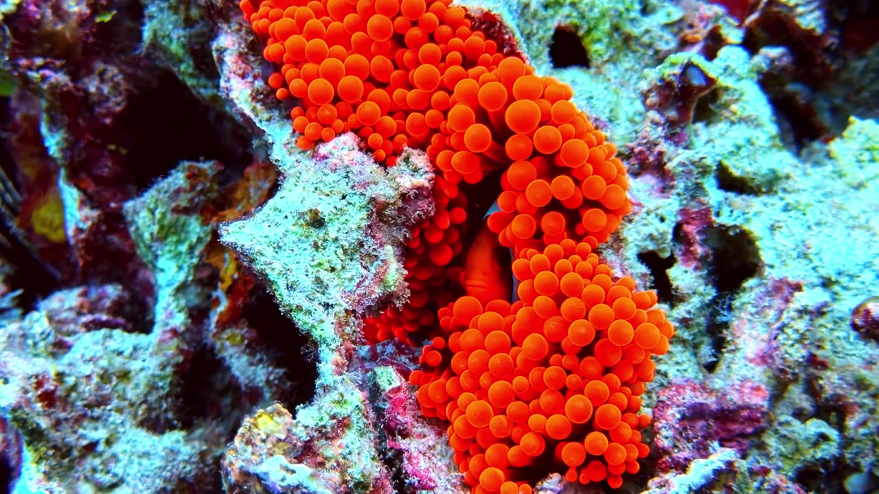 Klaun rajčatový (Amphiprion frenatus) skrývající se v jasně oranžové sasance bublinaté na tropickém útesu, ukazující živou podmořskou symbiózu.
