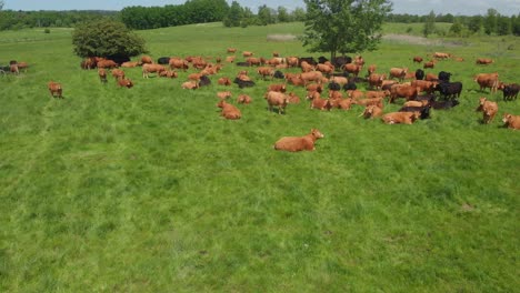 wide establishing shot over cattle relaxing in a field on an organic farm