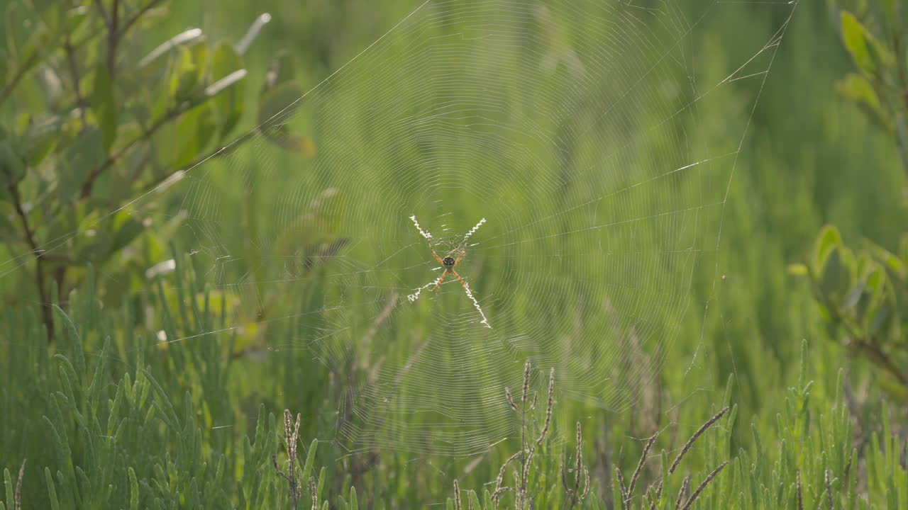 Spider Hanging in Web Against Green Foliage