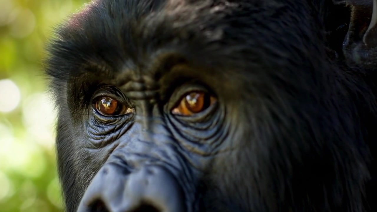 Ritratto ravvicinato di un gorilla di montagna in natura