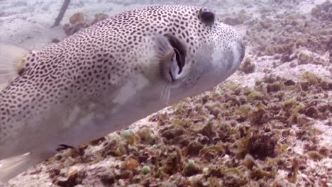 giant pufferfish  4