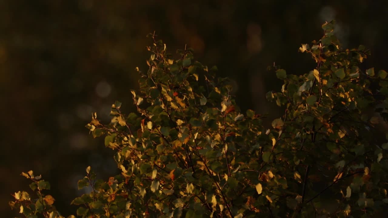 스웨덴 호수에서 일몰 동안 바람에 부는 자작나무 꼭대기