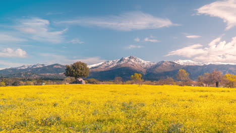 la maliciosa mountain in madrid guadarrama national park sierra with beautiful green and yellow spring flowers field timelapse during blue sky and cloudy day