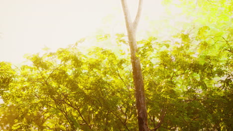 Late-summer-sunlight-breaking-through-the-trees