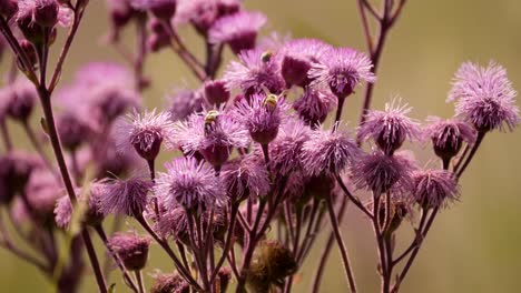 macro shot of several bees diligently collecting nectar and pollen from a pompom weed