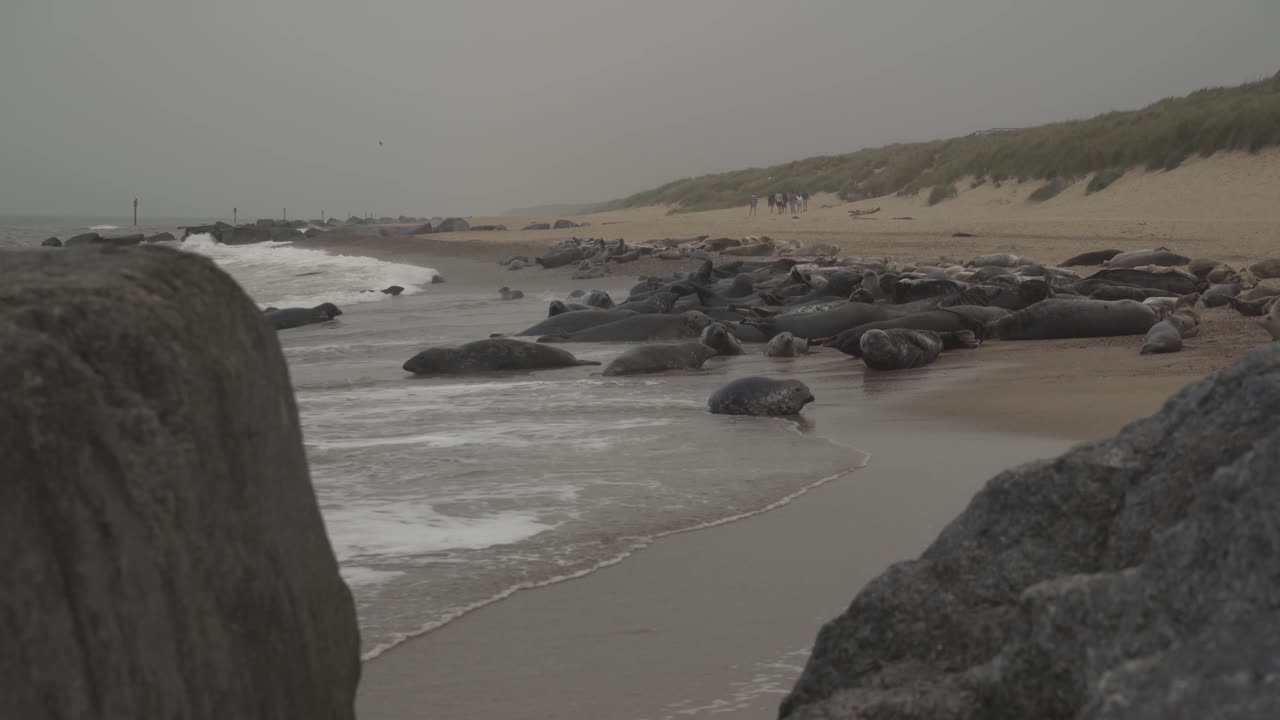 herd of young and adult seals lying on the sandy beach in front of the shore of the sea in horsey gap england uk