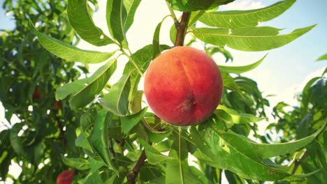 gran melocotón jugoso en el árbol. fabuloso huerto. luz solar mágica. frutas maduran en el sol.