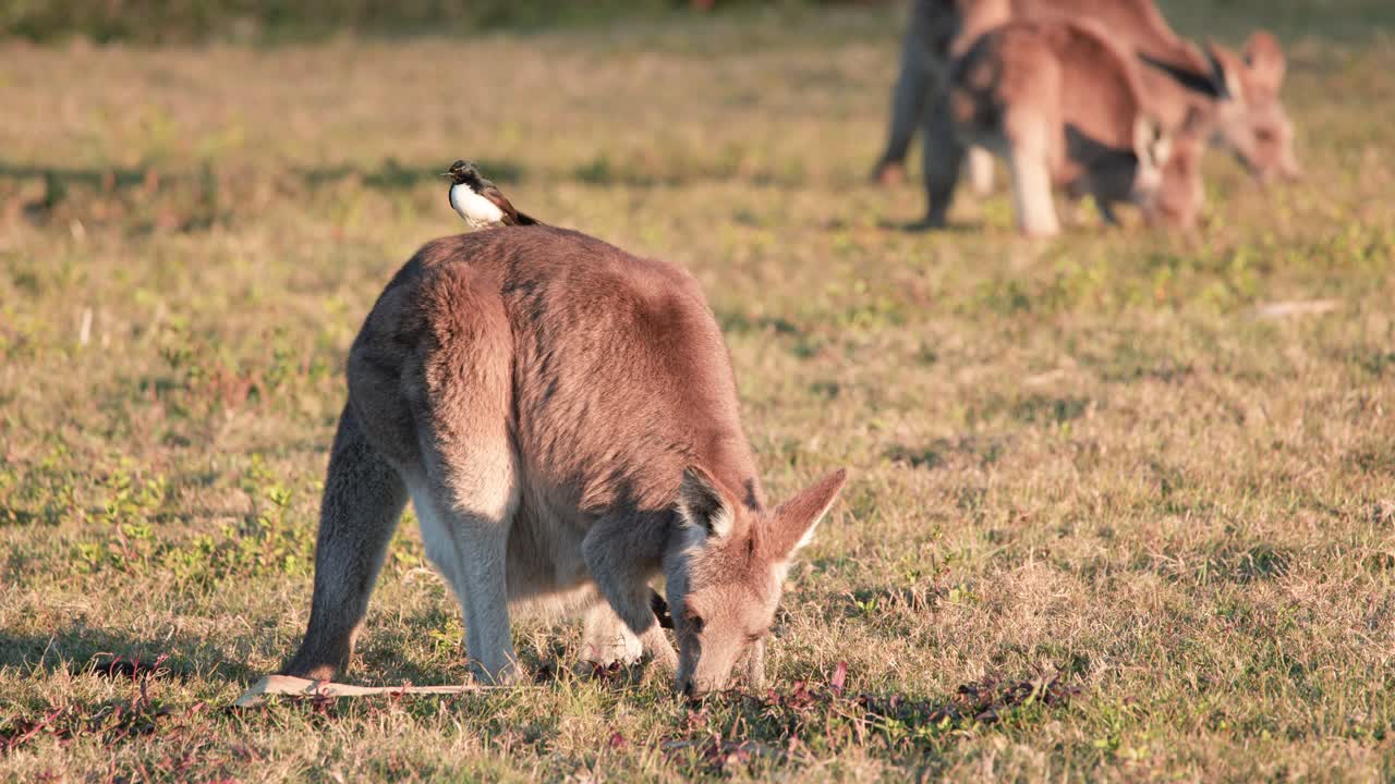 A Willie Wagtail bird stands on a grazing kangaroo’s back in a sunlit Australian field, with warm natural lighting and steady camera framing