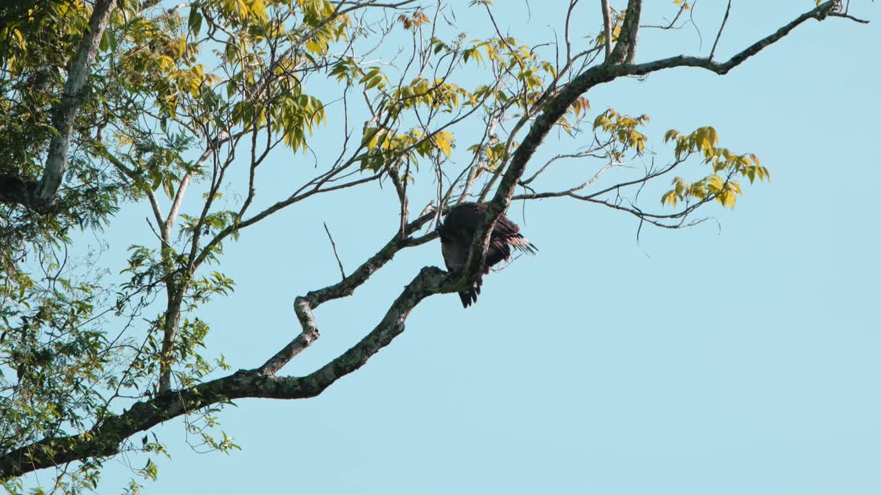 смотрит вниз и прихорашивается, расправляя крылья для просушки, гребенчатый змеиный орел spilornis cheela, национальный парк каенг крачан, таиланд