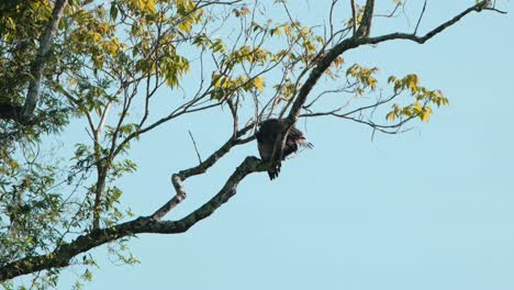seen looking down and preening while spreading its wings to dry, crested serpent eagle spilornis cheela, kaeng krachan national park, thailand