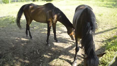 two horses eating grass, one shaking its head while flies bother them