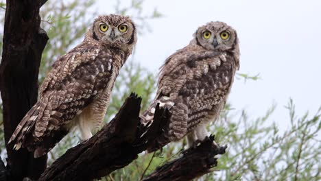 close full body shot of a pair of spotted eagle-owls perched on a branch looking past the camera while moving their head, kgalagadi transfrontier park