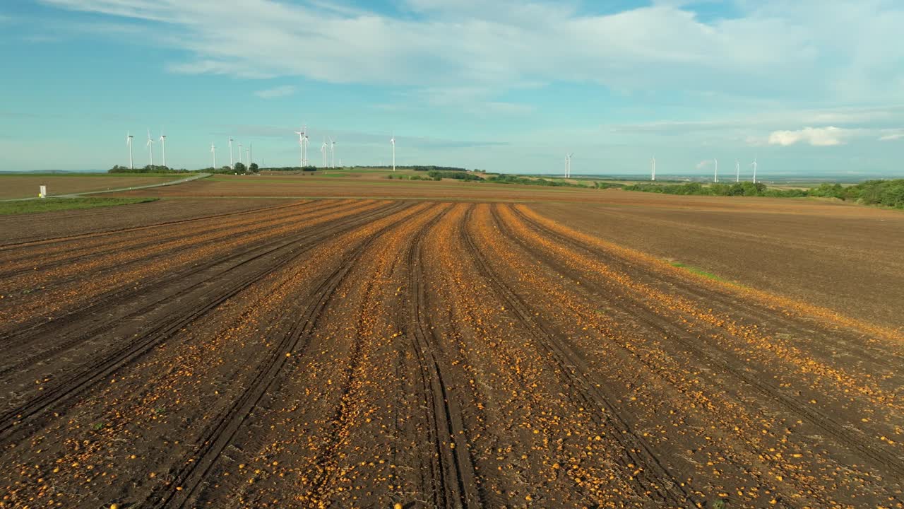 Landwirtschaftliche Felder mit geernteten Kürbissen im Herbst