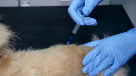 vaccination of dog in a vet clinic