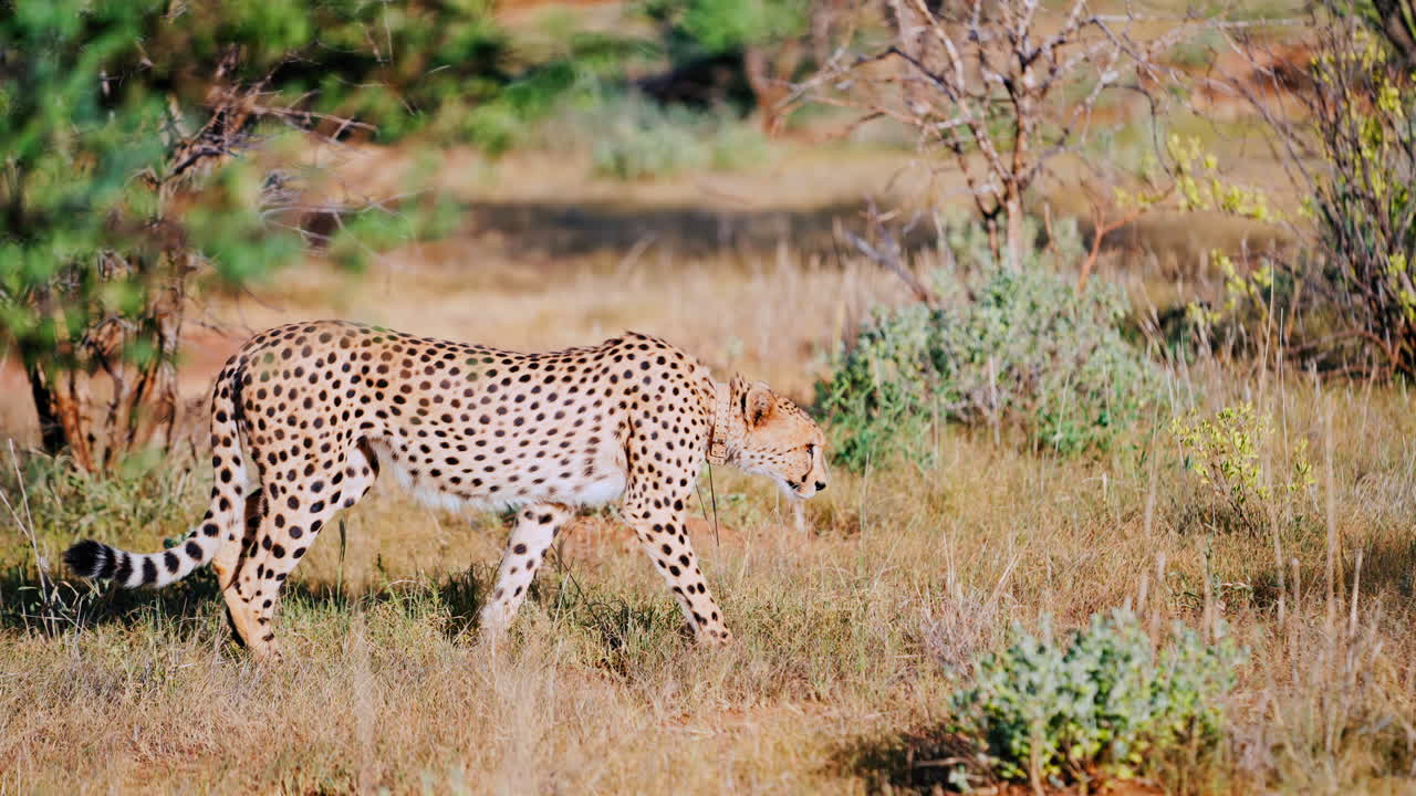 Cheetah in African Savanna