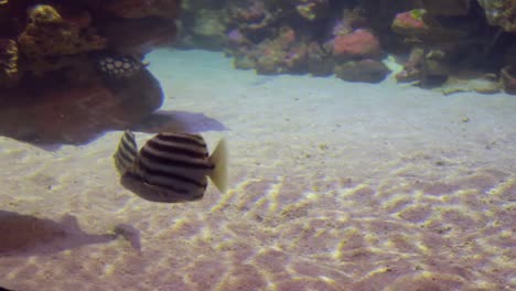 A-close-up-view-of-an-antique-black-stripes-design-fishes-in-the-sea