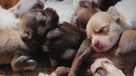 a group of newborn puppies sleeps sweetly on each other. warmth and comfort concept