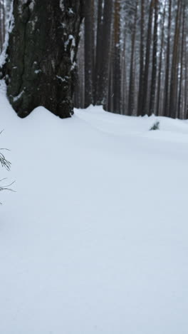 snowy winter forest with pine trees