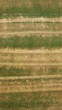 harvester machine working in field. combine harvester gathers wheat. aerial view. from above. vertical video