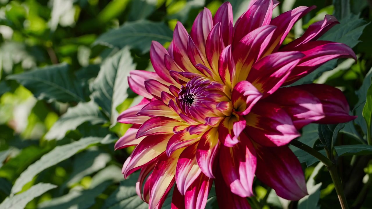 Primo piano di un vivace fiore di dalia rosa e giallo in un giardino