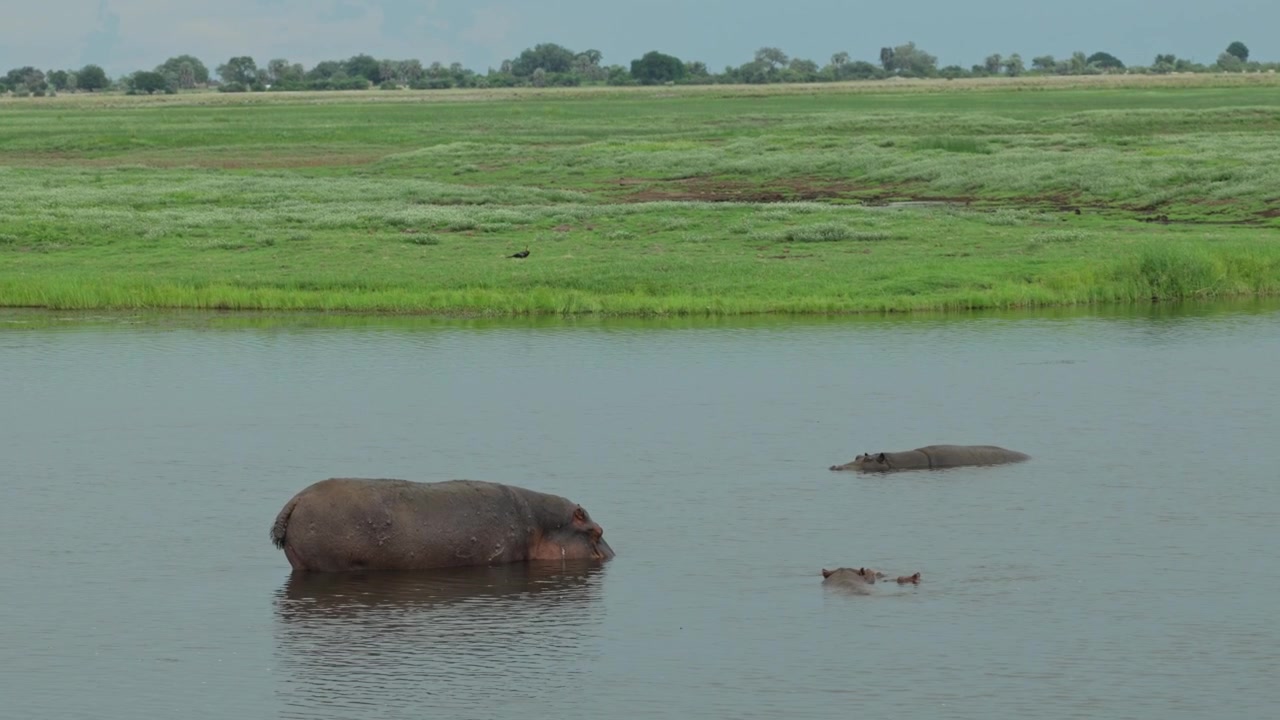 En flodhest står halvt nedsænket i lavt vand, mens to andre hviler i nærheden, med kun deres brede rygge synlige over overfladen i Chobe Nationalpark, Botswana