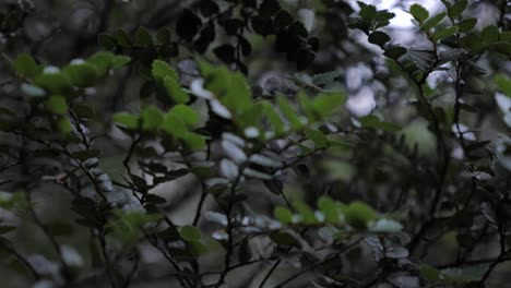 slow motion pan around vibrant green native australian tasmanian bush to reveal overcast sky, stunning shot