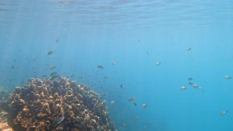 Underwater-shot-of-corals-and-fish-swimming-in-clear-water-of-Andaman-Sea-in-Thailand