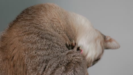 el gato de pelo corto se lamia y se limpia a sí mismo.