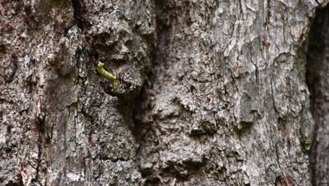 ants do teamwork with worm carrying up to old oak tree trunk