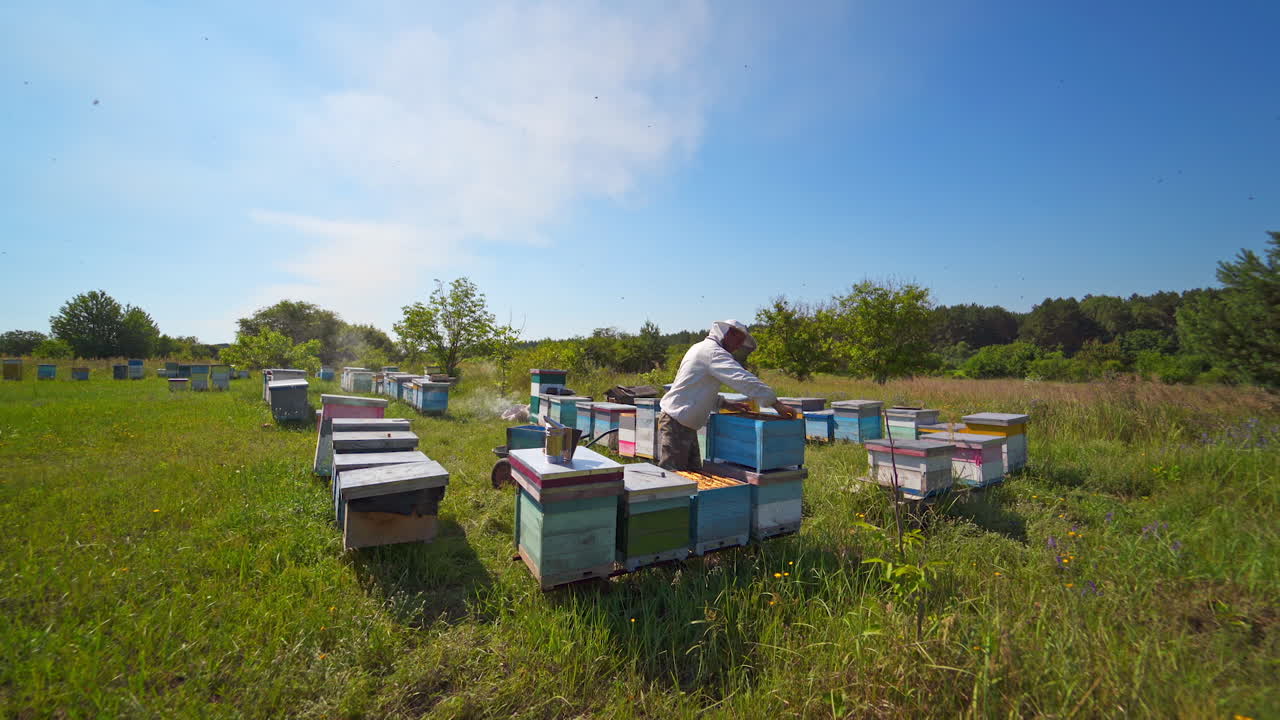 Apiary on field. Beekeeper inspecting bees near hives among green nature. Wooden beehives on a bees farm. Apiculture.