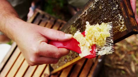 apicultor quitando la cera de las abejas de la colmena