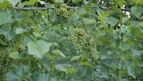 green grapes in a vineyard slow motion footage