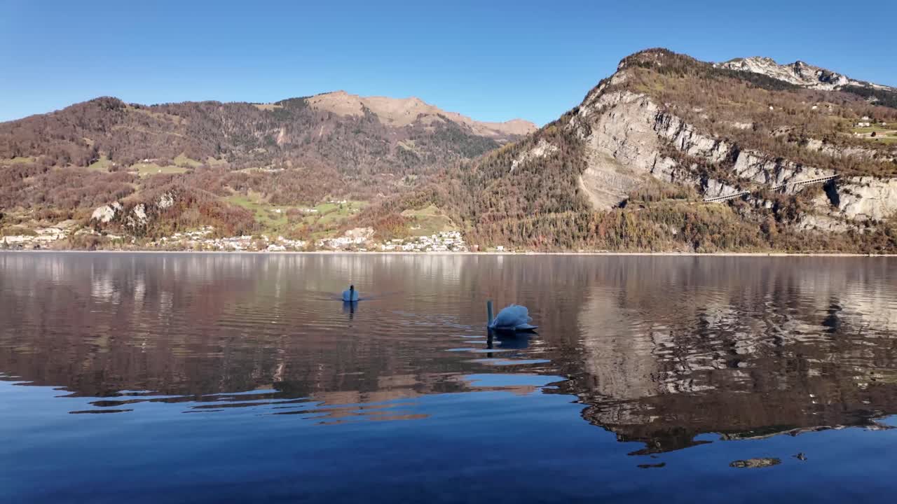 Swans pair wildlife birds Walensee lake Switzerland alpine nature landscape water reflection