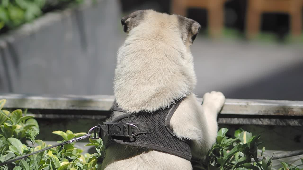 Pug looking over a fence