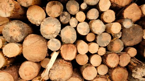 horizontal pan shot of huge woodpile in forest