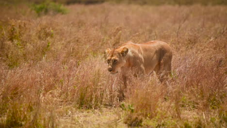 lion walking towards her male companion in serengeti national park, tanzania, handheld tracking shot