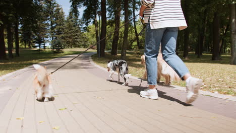 Young-woman-with-pets-at-the-park