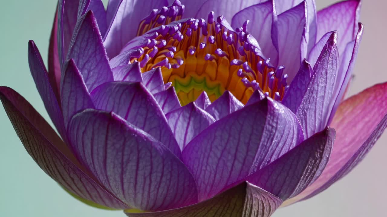 Close-up of a vibrant purple lotus flower from a low angle, showcasing intricate petal details