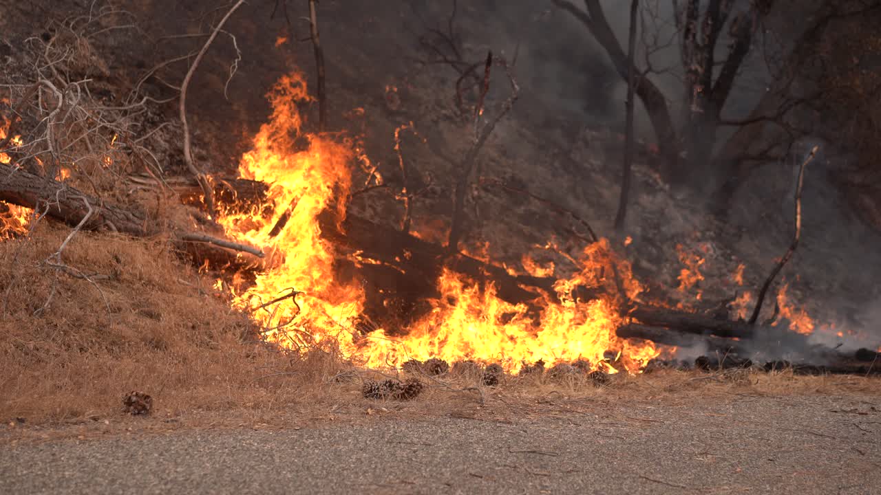 브러시 화재 동안 화염이 언덕 위로 올라갑니다.