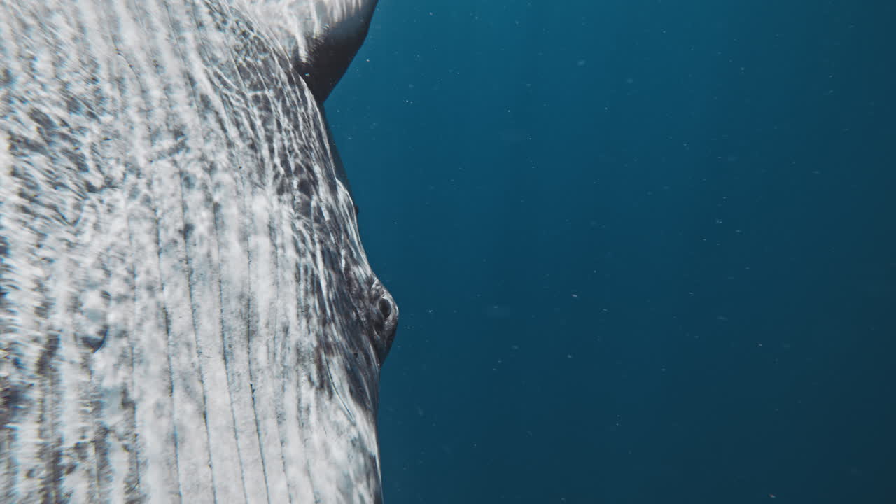 Closeup of light rays dancing on underside of humpback whale and eyes, mother behind
