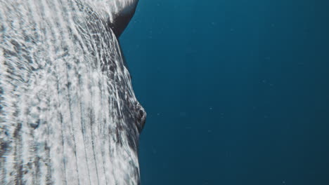 Closeup-of-light-rays-dancing-on-underside-of-humpback-whale-and-eyes,-mother-behind