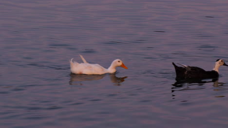 ducks floating by with purple and pink sunset reflections