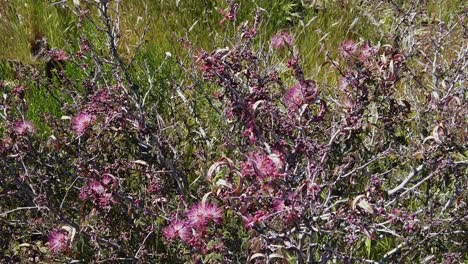 fairy duster wildflowers sway in the desert breeze